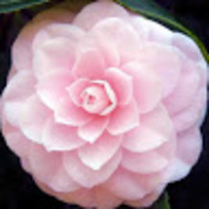 Meet your Posher, Destiny